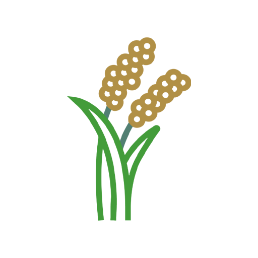 FIELD CROP SEEDS