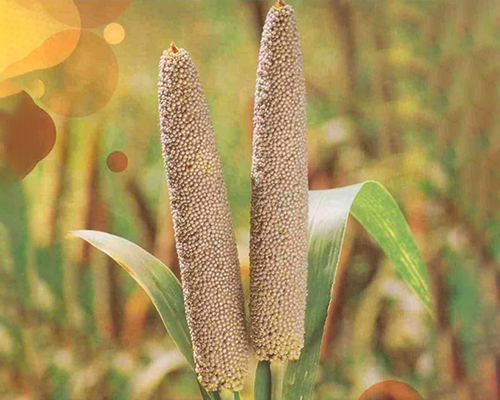 FIELD CROP SEEDS