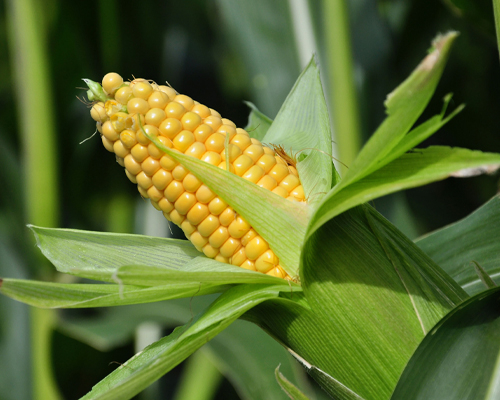 HYBRID MAIZE Fortune 5005