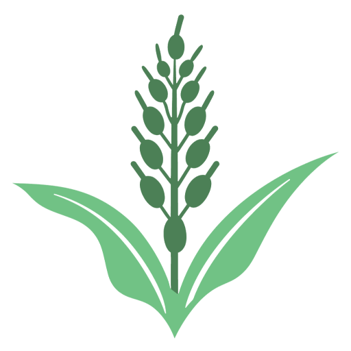 Sorghum Black Diamond