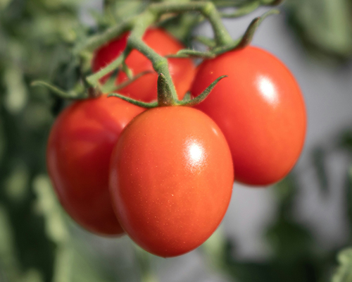 Tomato
