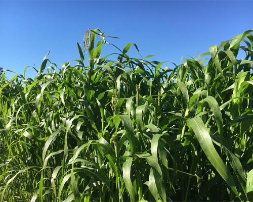 GRAIN SORGHUM