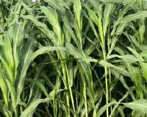 Sorghum Black Diamond