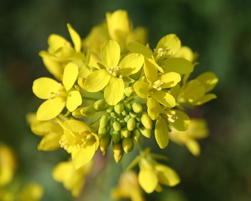 Mustard