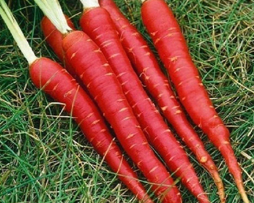 CARROT